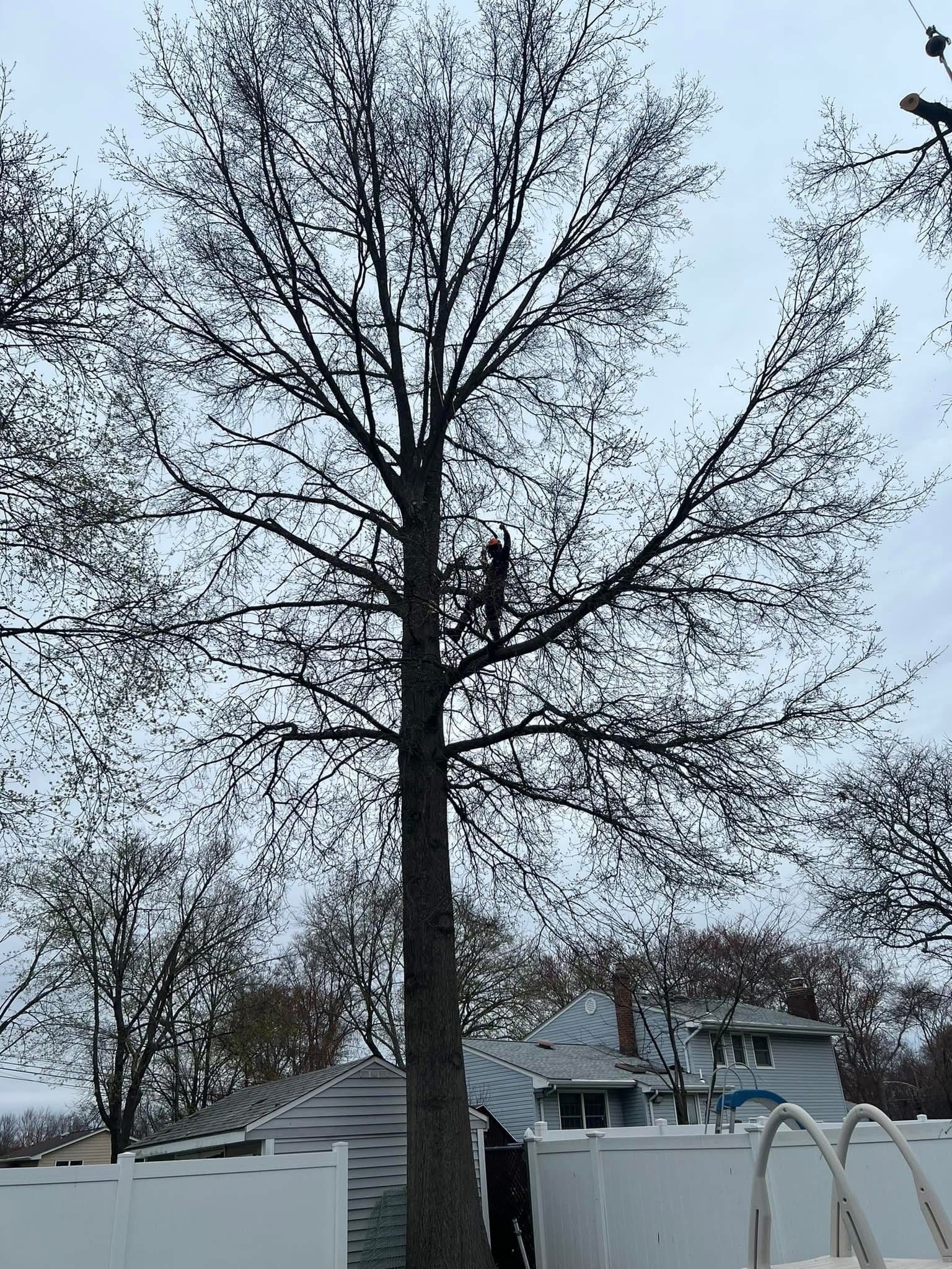 A tall bare tree with a person climbing inside; seen over a backyard fence and house.