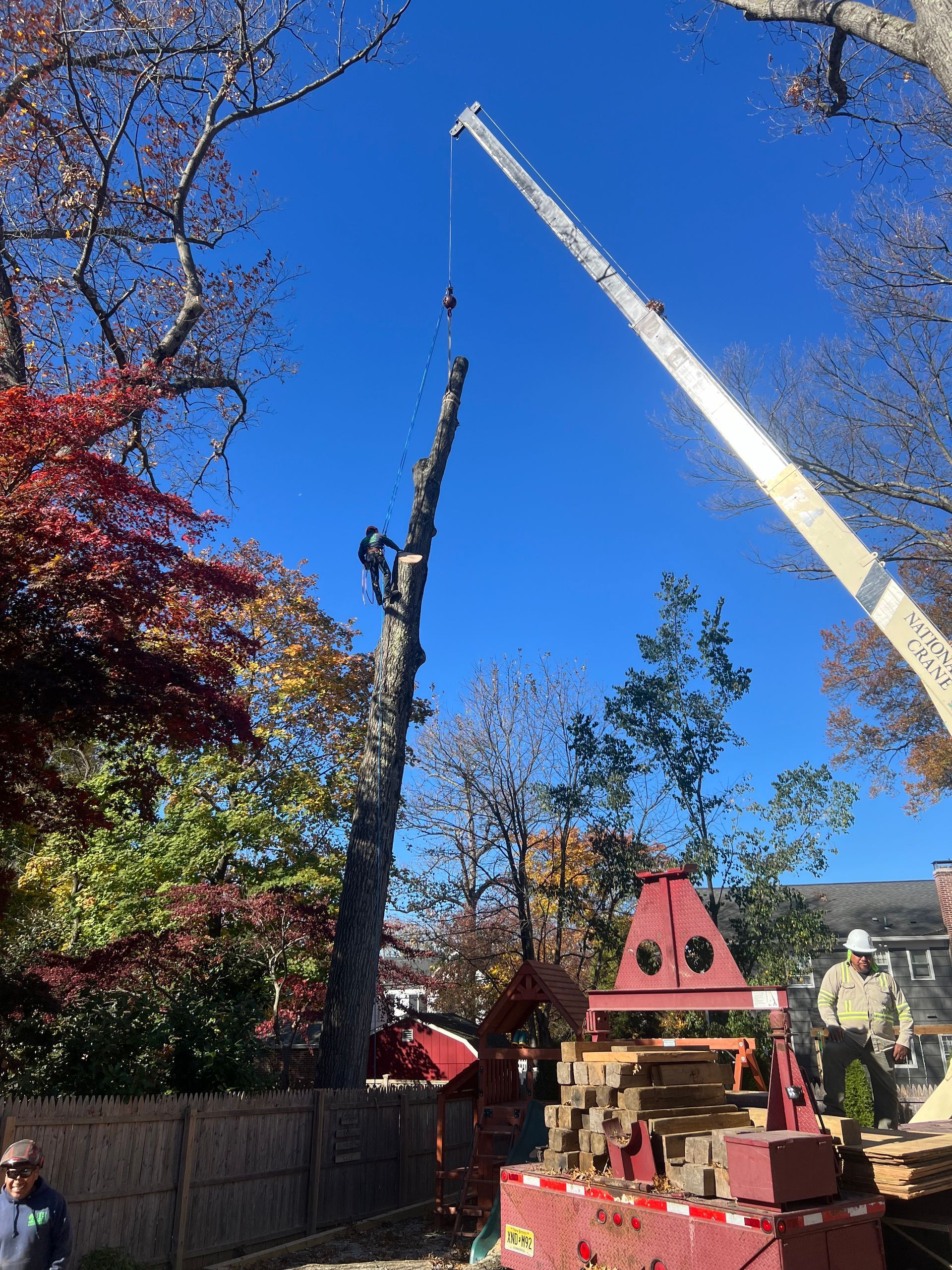 Tree removal with crane; arborist cutting a tall tree trunk, sunny day.