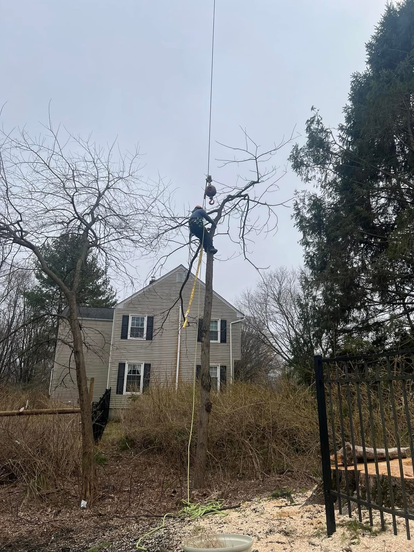 A person in a tree, possibly trimming it. A house is in the background. Sunny day.