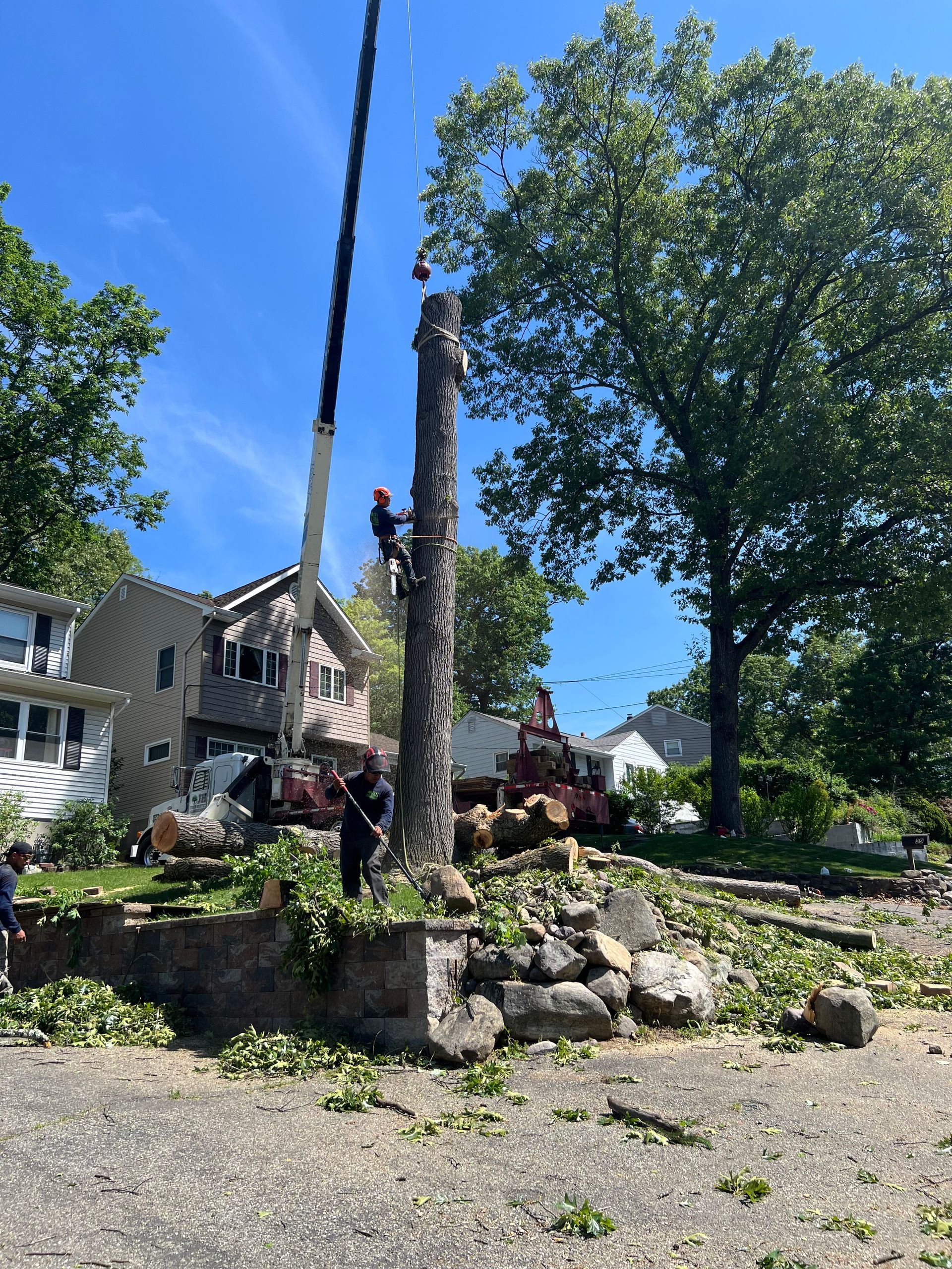 Tree removal: Arborist in harness atop a tree trunk, crane nearby, debris on ground. Houses in background.