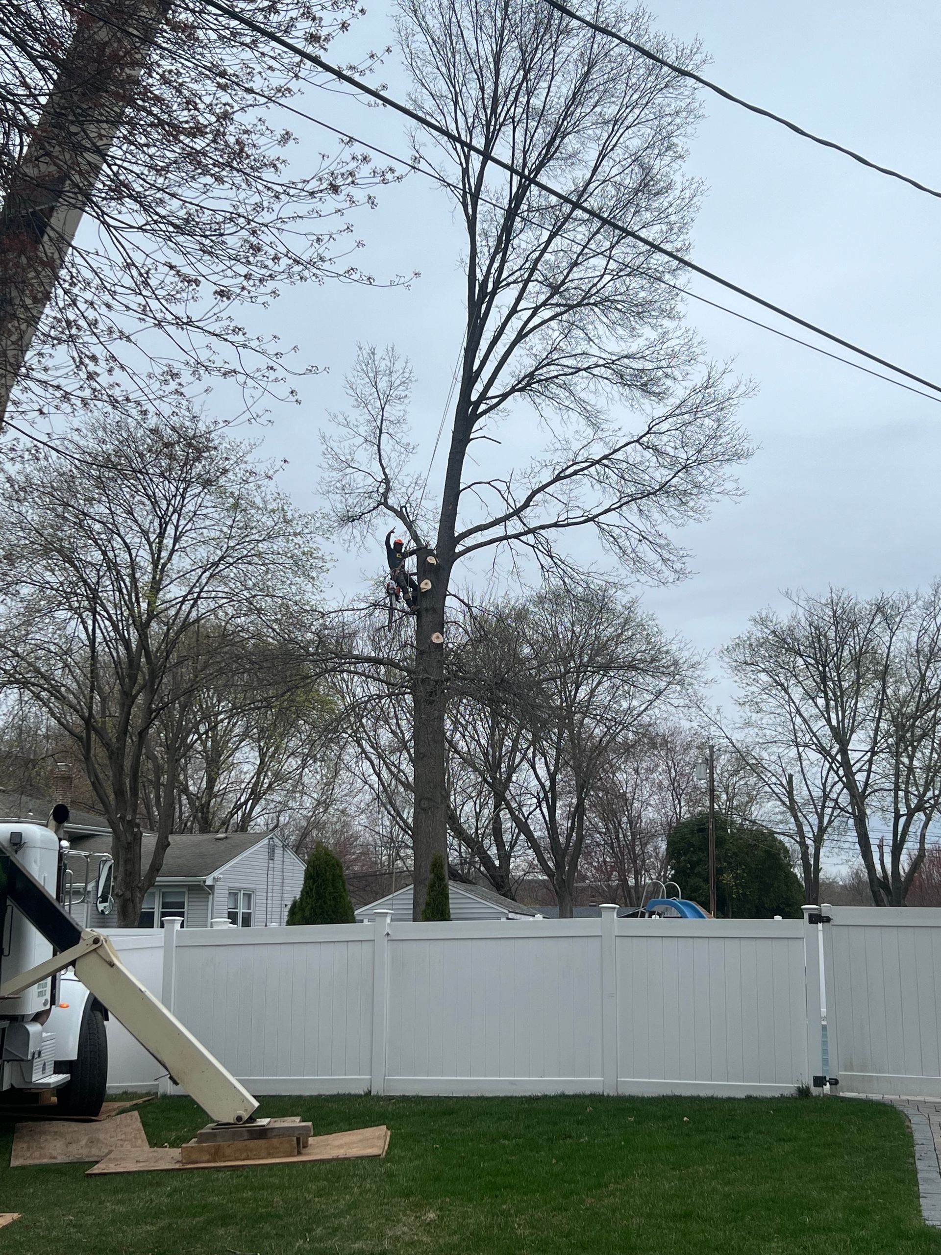 A tree trimmer in a tree, near power lines. White fence, cloudy sky, green grass.