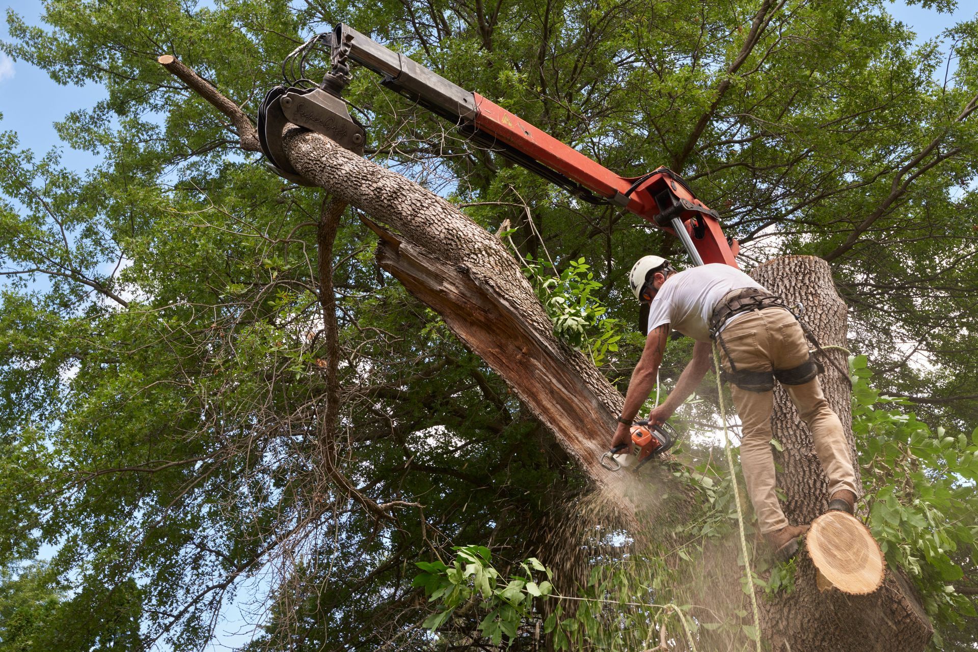 Tree worker using chainsaw to cut a tree trunk, with a crane arm assisting.