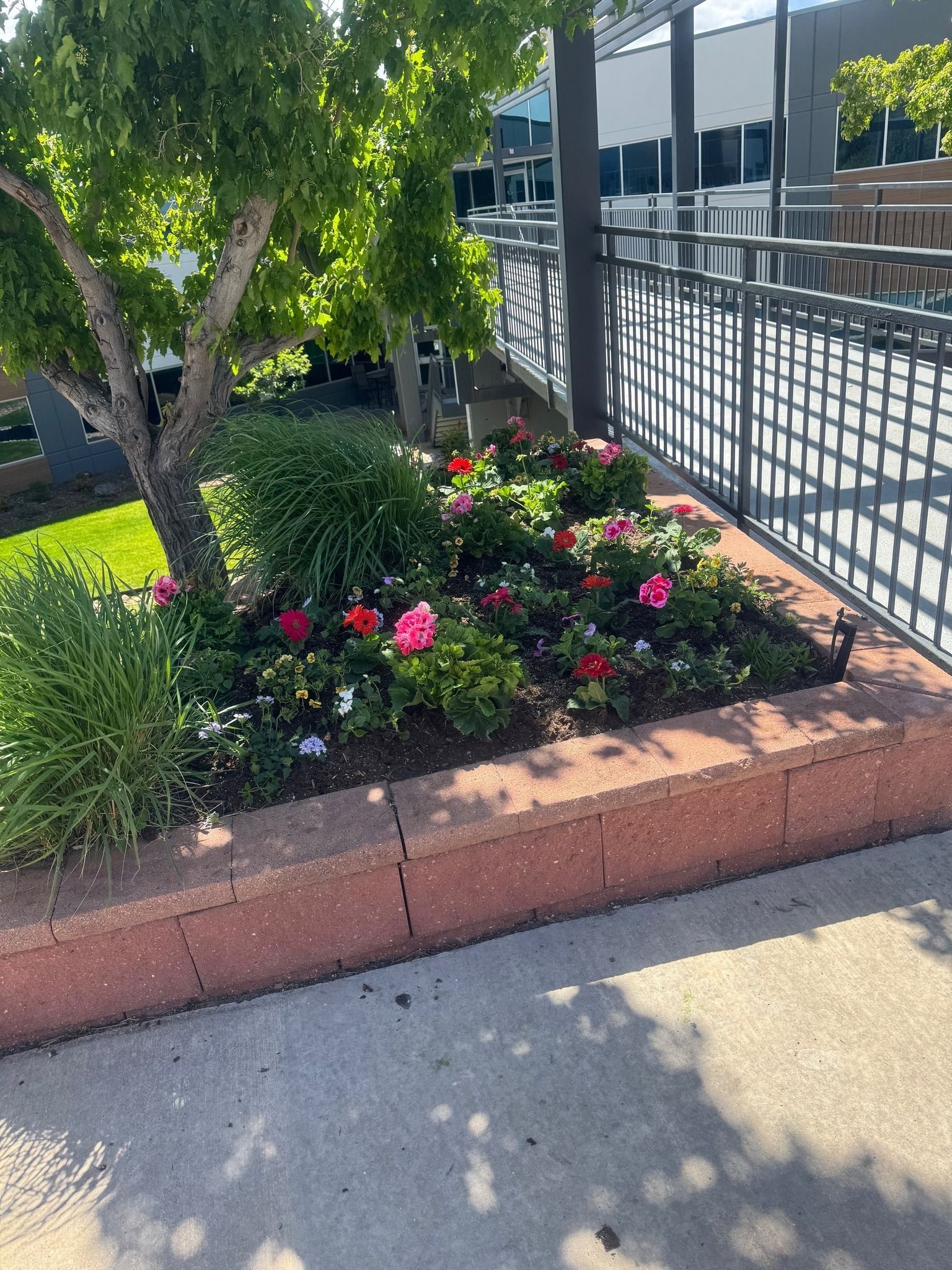A flowerbed with red brick edging, planted with green bushes and colorful pink and red flowers, sits next to a sidewalk under a tree.