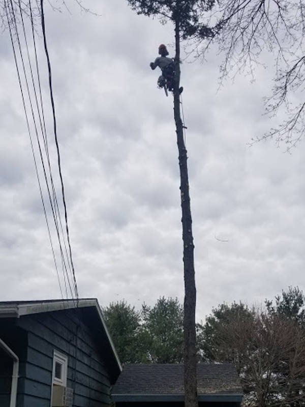 Tree service
