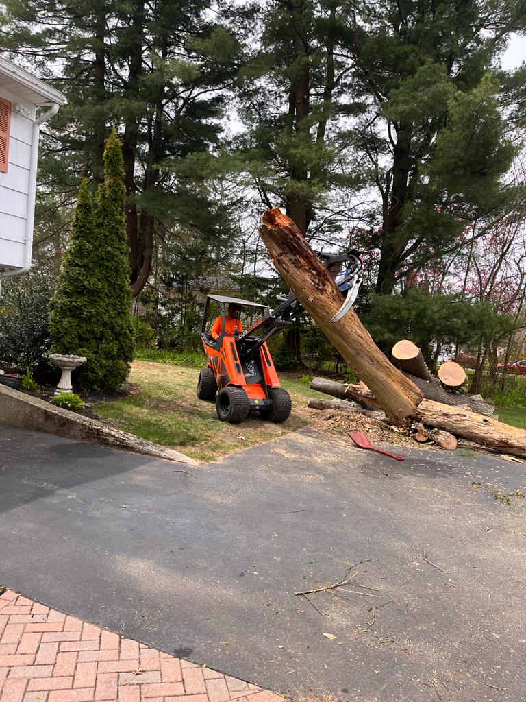 tree removal
