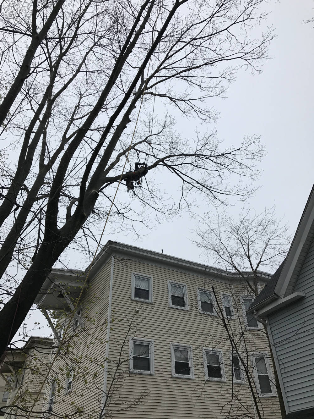 Tree service