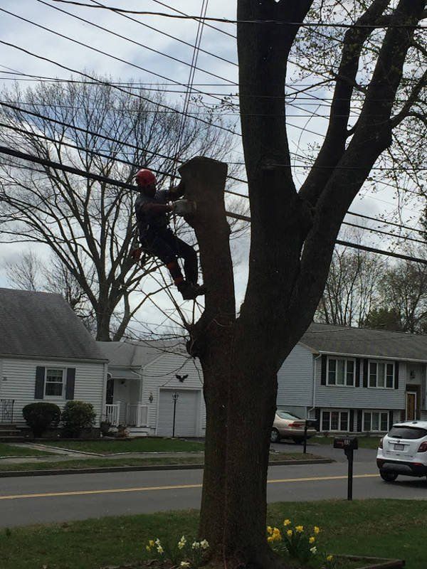 Tree service