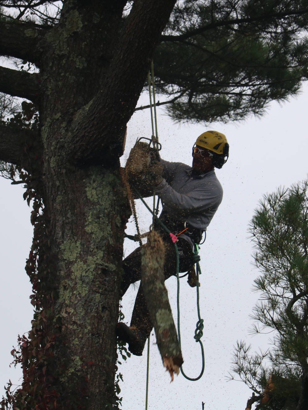 Tree removal