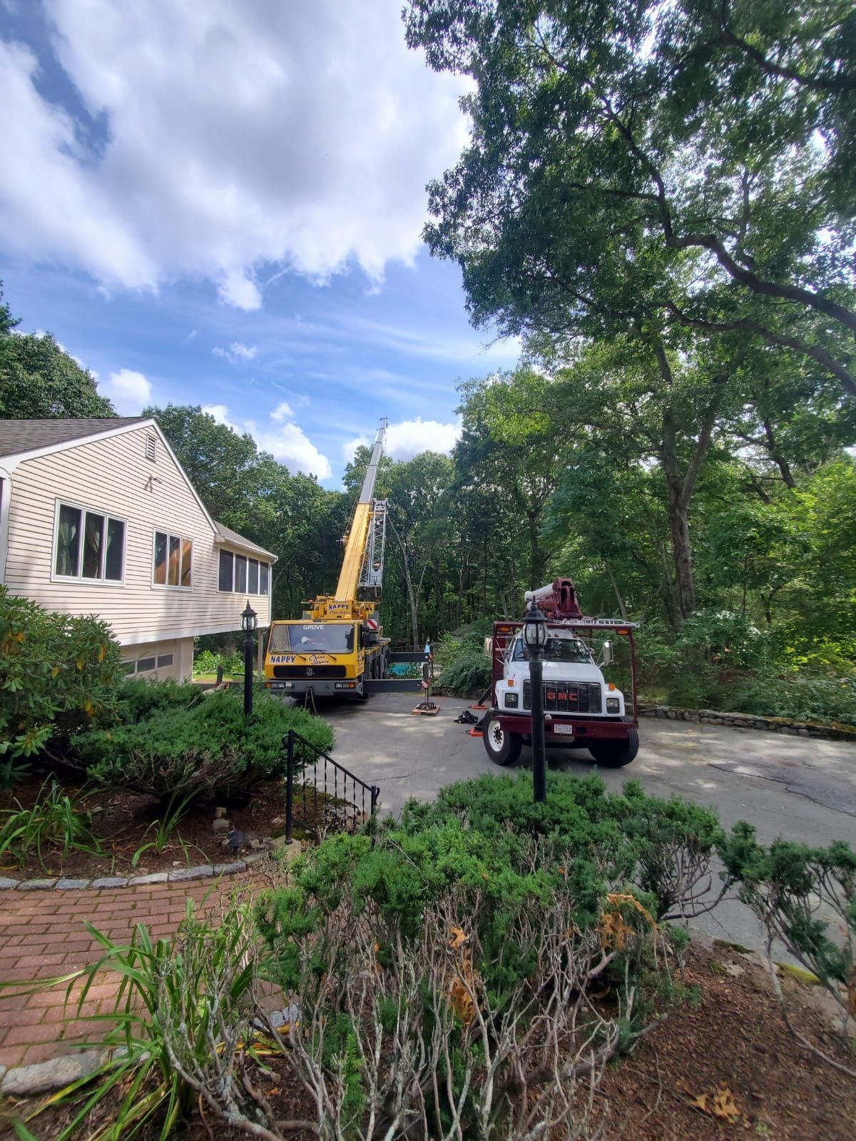 tree removal services