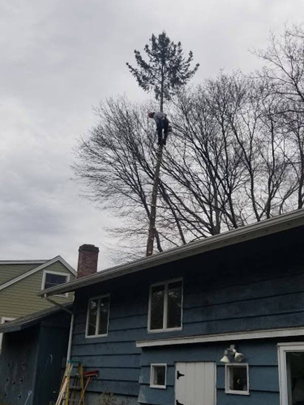 Tree service
