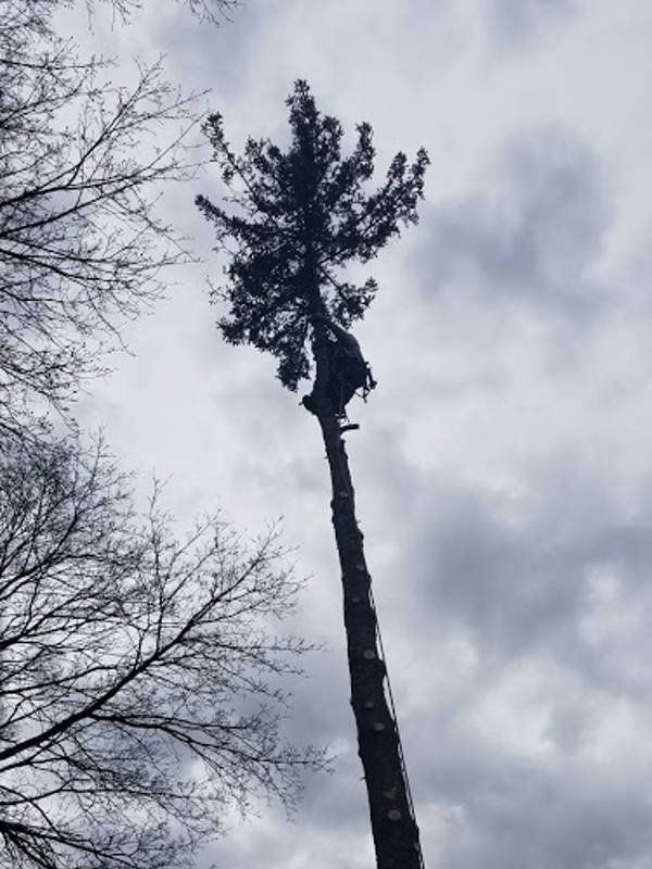 Tree service