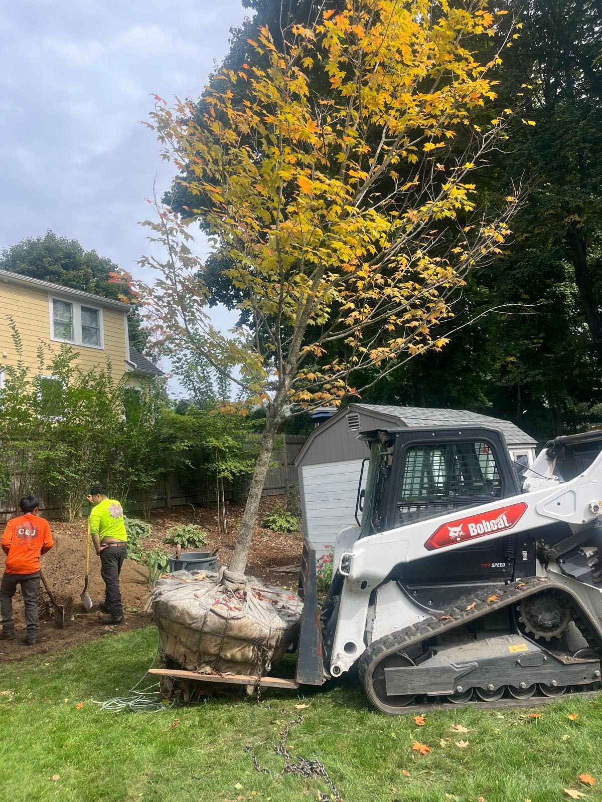 Workers planting a tree, using a Bobcat machine. The tree has yellow leaves. Cloudy day.