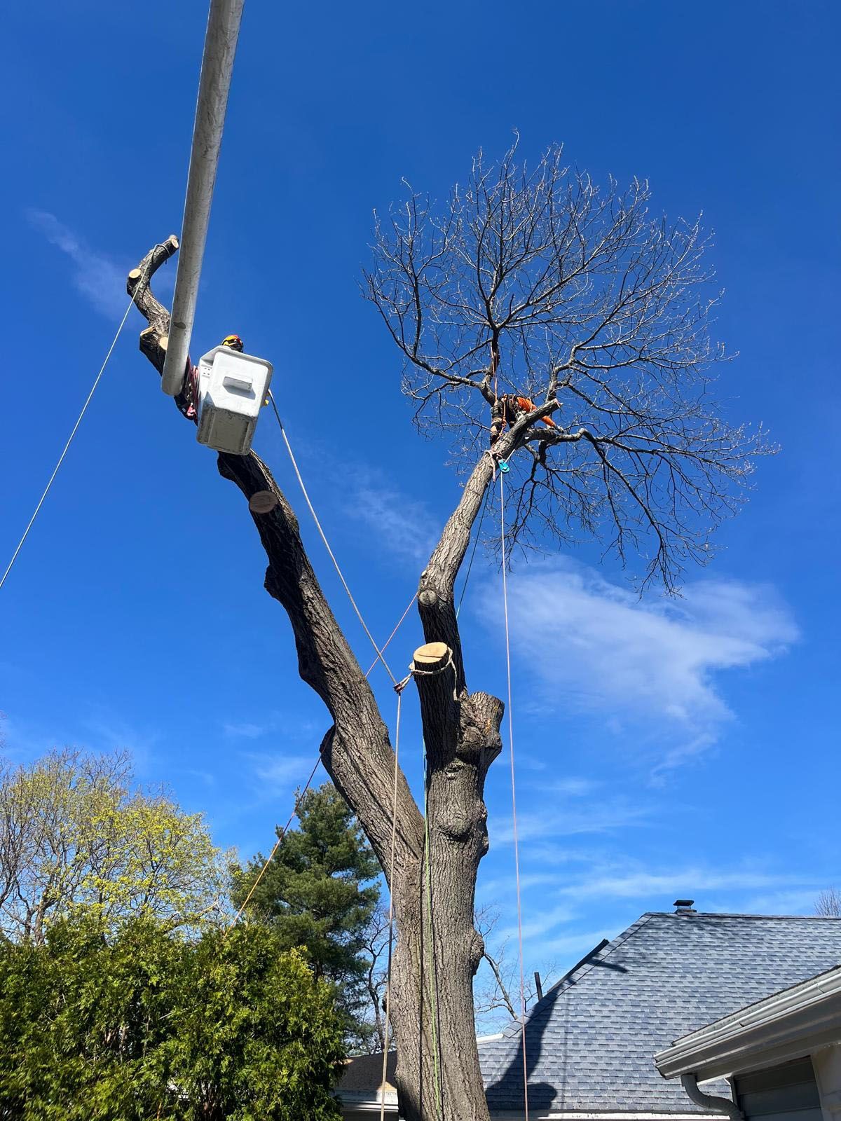 Tree trimming