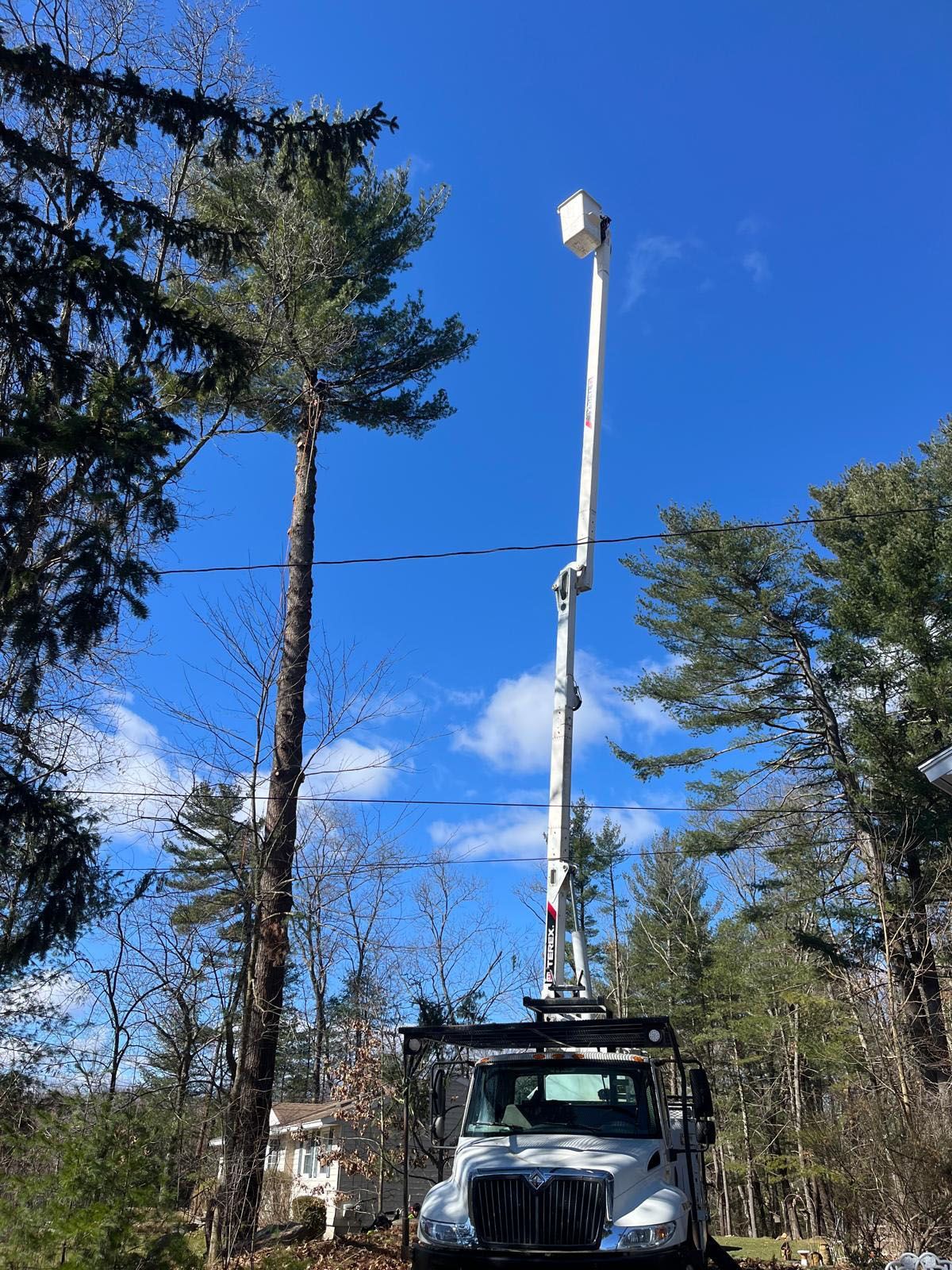 Man in bucket lift trimming tall evergreen tree