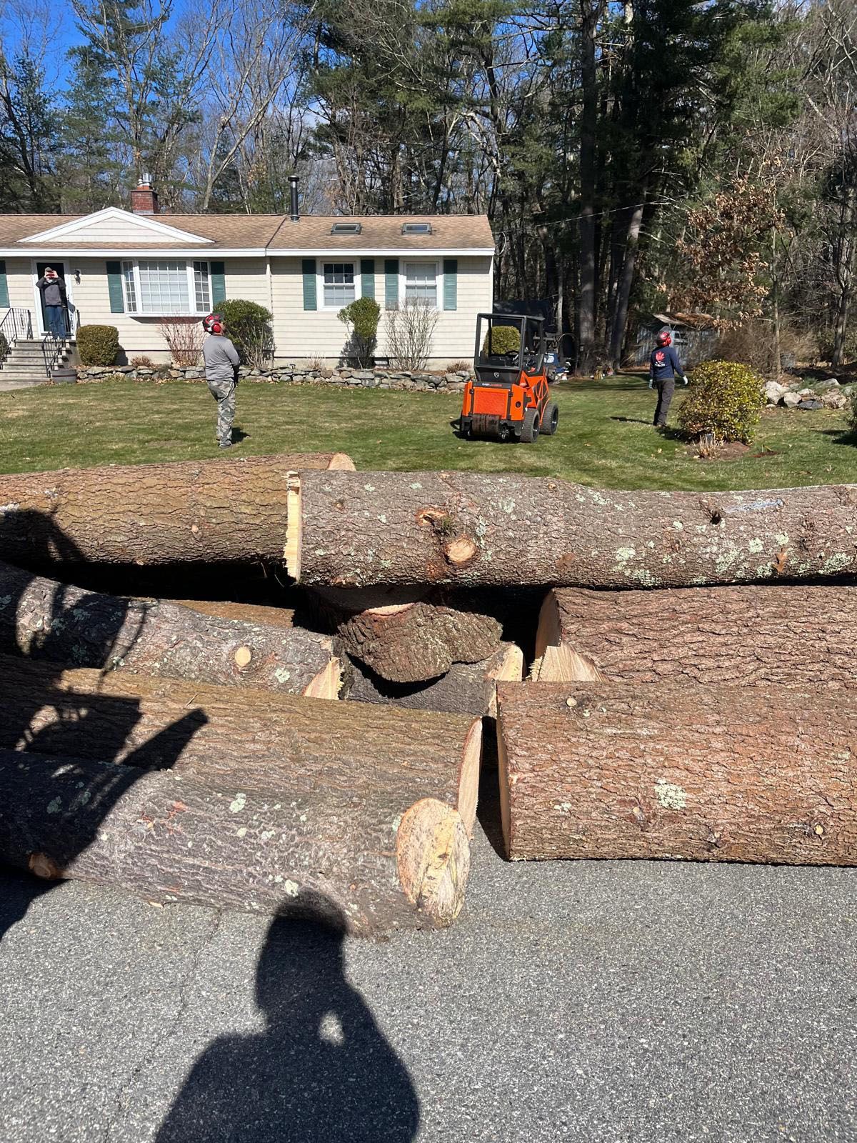 Tree cutting