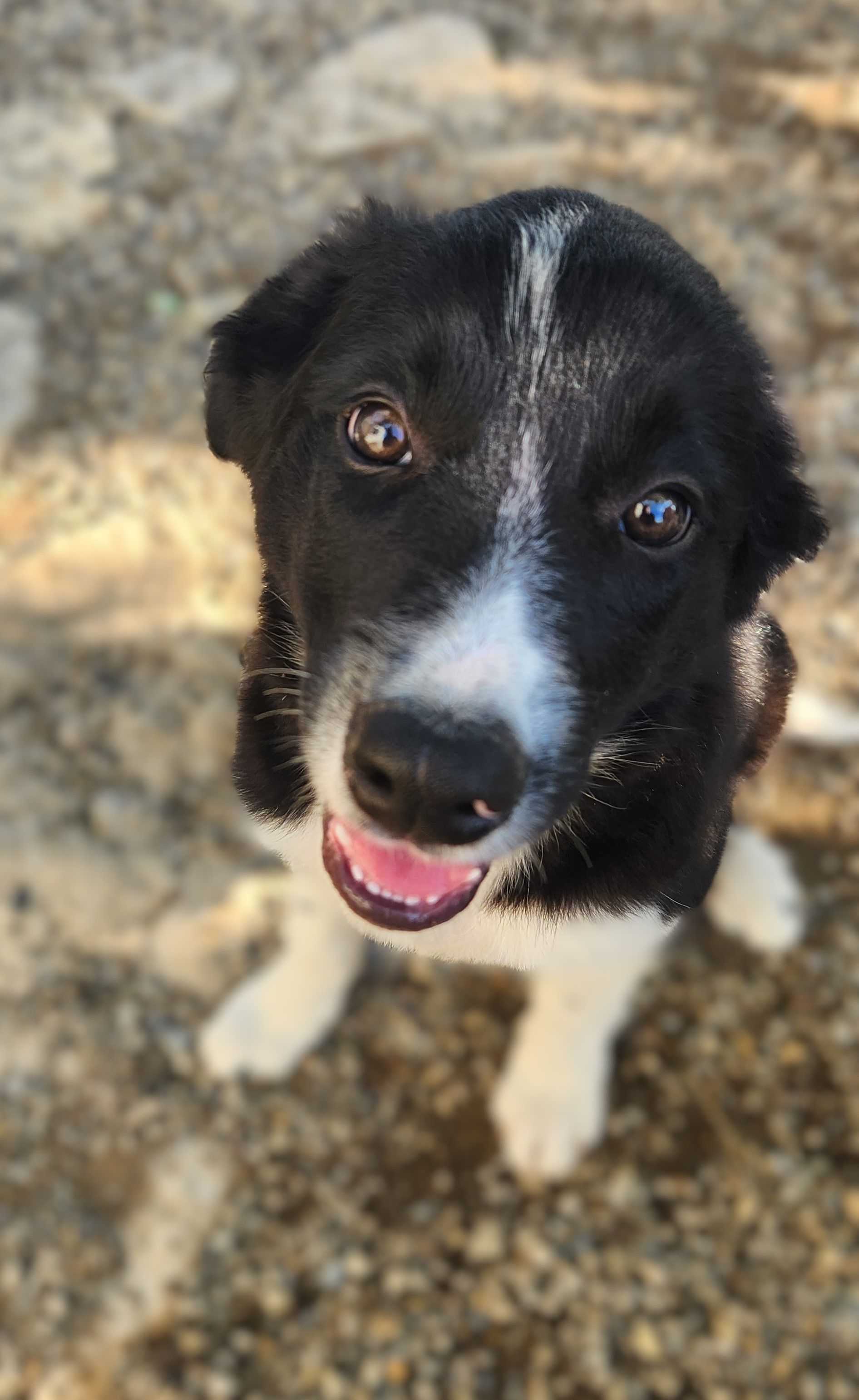 Border collie puppy STORM, our newest Goose mitigation dog.