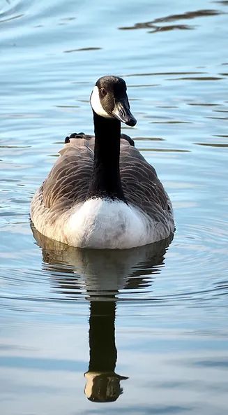 Canada goose