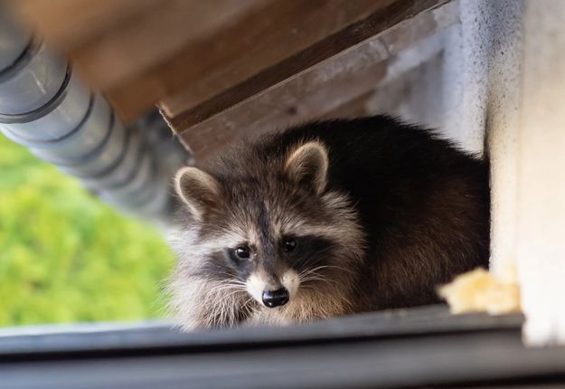 Raccoon seeking shelter under the soffit overhang