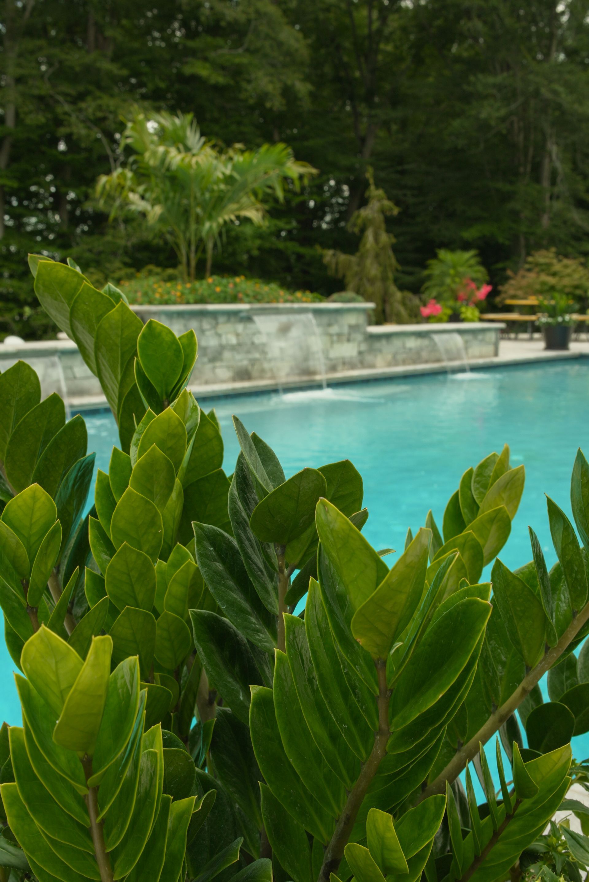 Green plant in the foreground, partially obscuring a turquoise swimming pool with a stone waterfall feature in a lush outdoor setting.