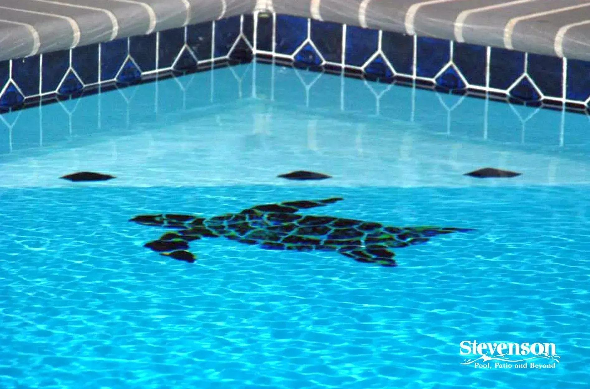 a swimming pool with a sea turtle in it