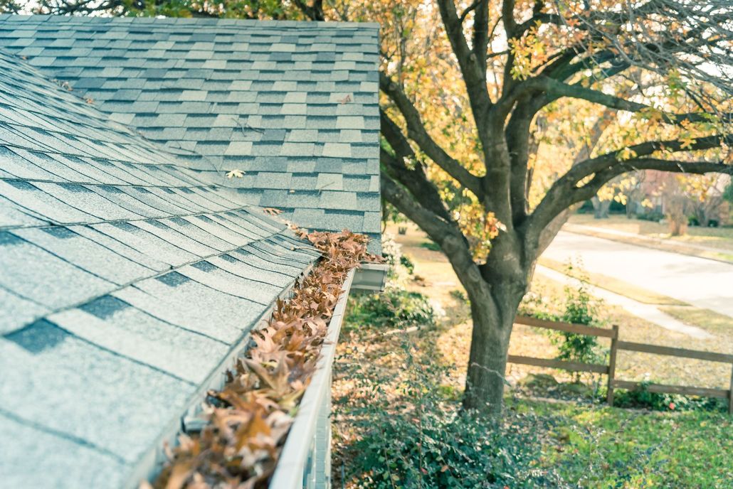 Shingled roof with leaf-covered gutter beside a large tree in a sunlit yard