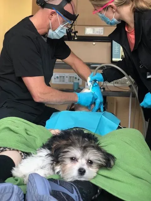 Dog rests on a lap while two dentists work on someone's mouth, operating room.