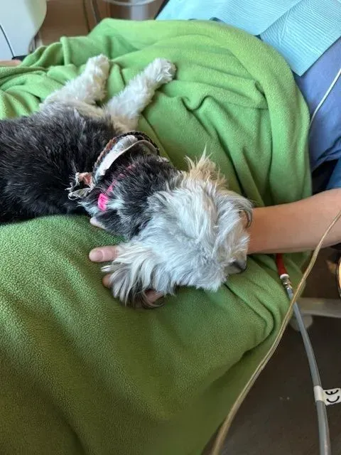 Dog resting on a green blanket, head near a person's arm. The dog has a pink mark on its head.