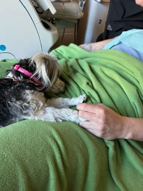 Dog lying on a green blanket, resting next to a person's hand. The dog is black, white, and tan.