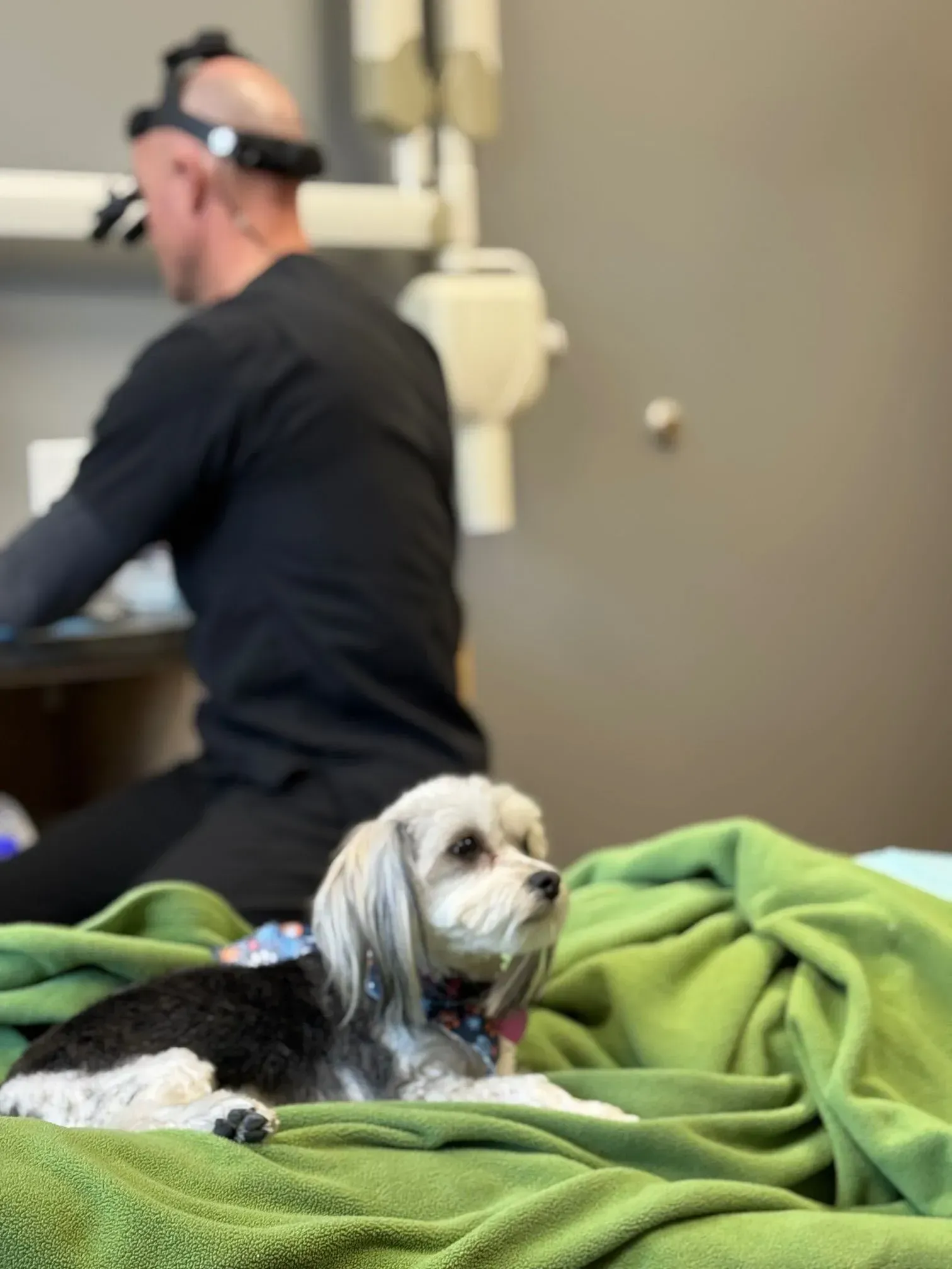 Dog resting on a green blanket in a veterinary exam room; a vet in black scrubs is working in the background.