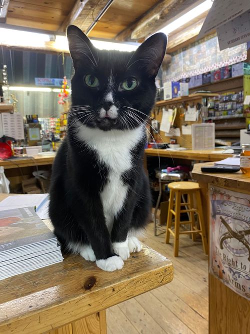 Our friendly cat will meet guests.