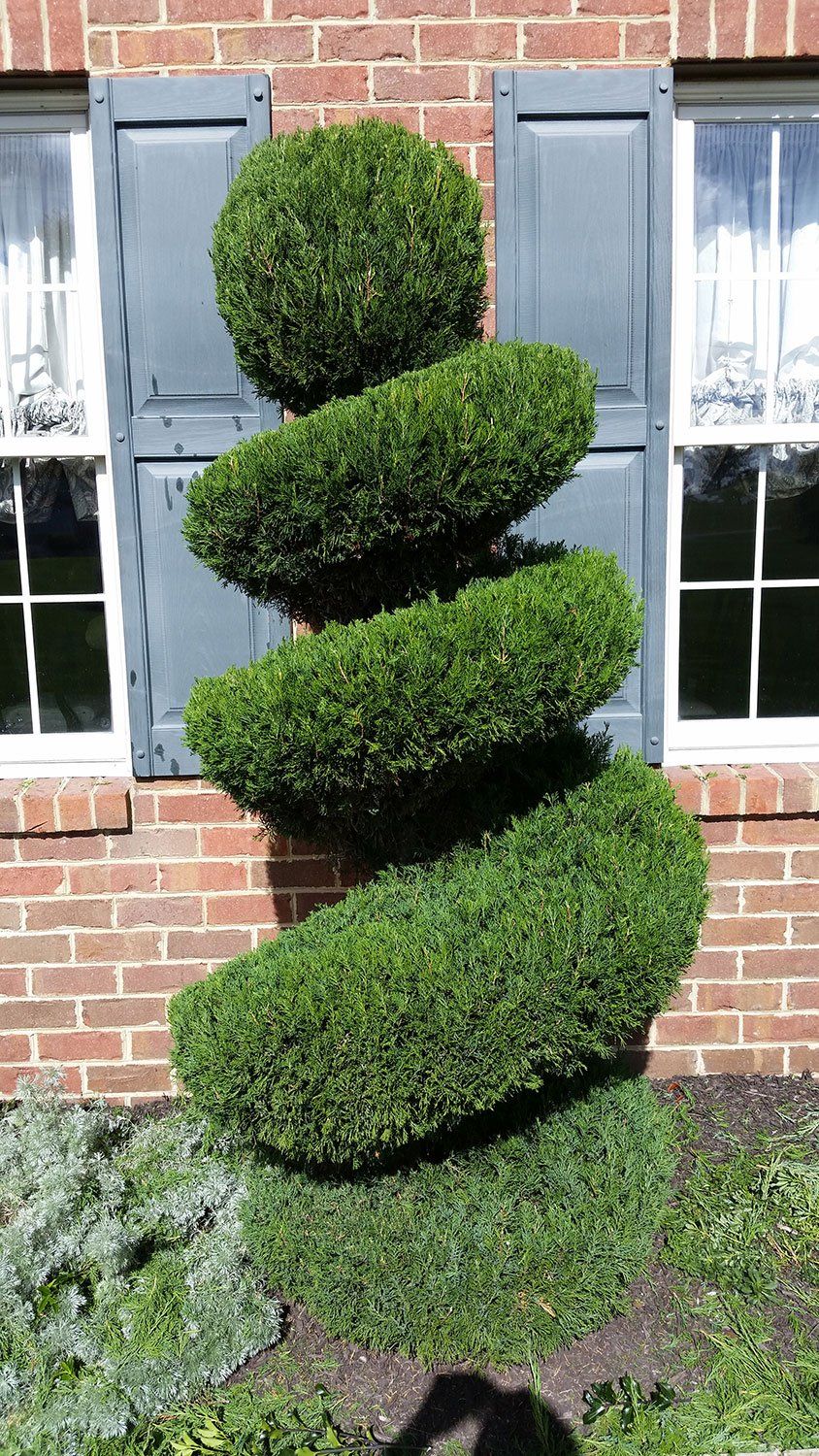 Shrub