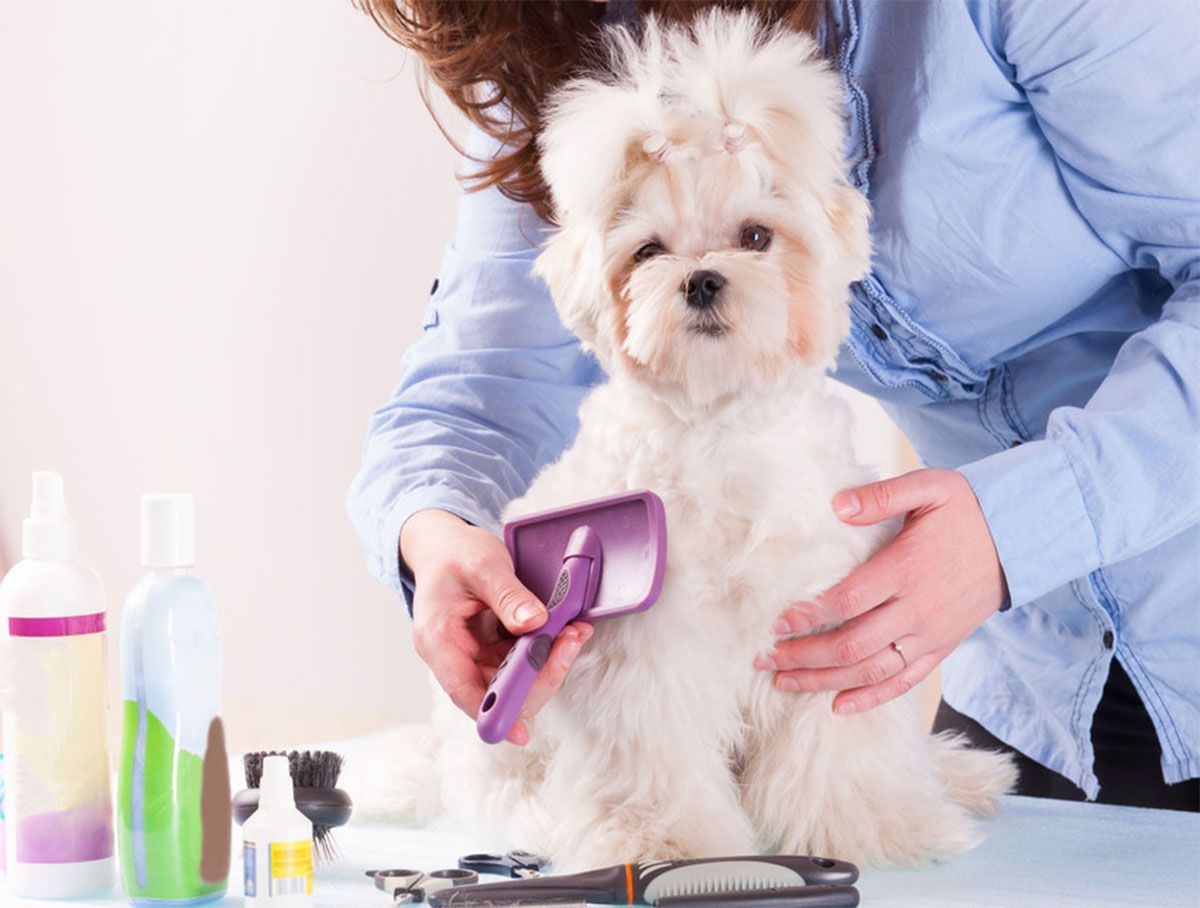 Small white dog being brushed with a purple comb at a grooming table, with grooming bottles nearby