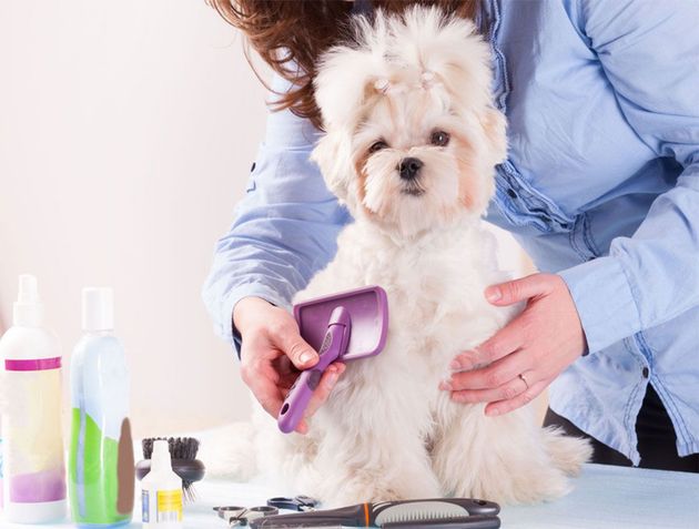 Small white dog being brushed with a purple comb at a grooming table, with grooming bottles nearby