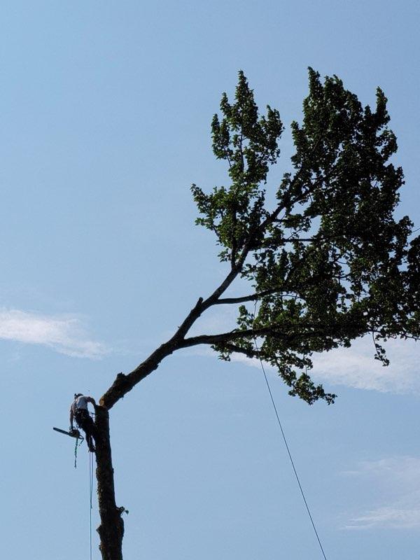 Hazardous Tree Removal