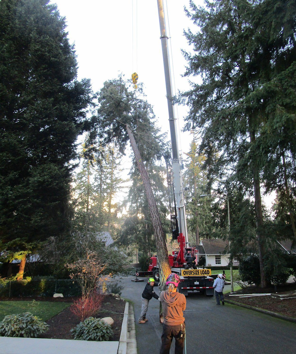 Tree Service