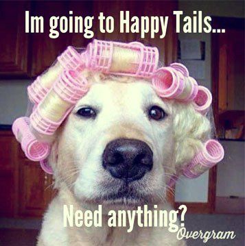 dog with hair rollers