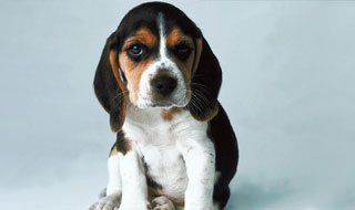 a puppy beagle