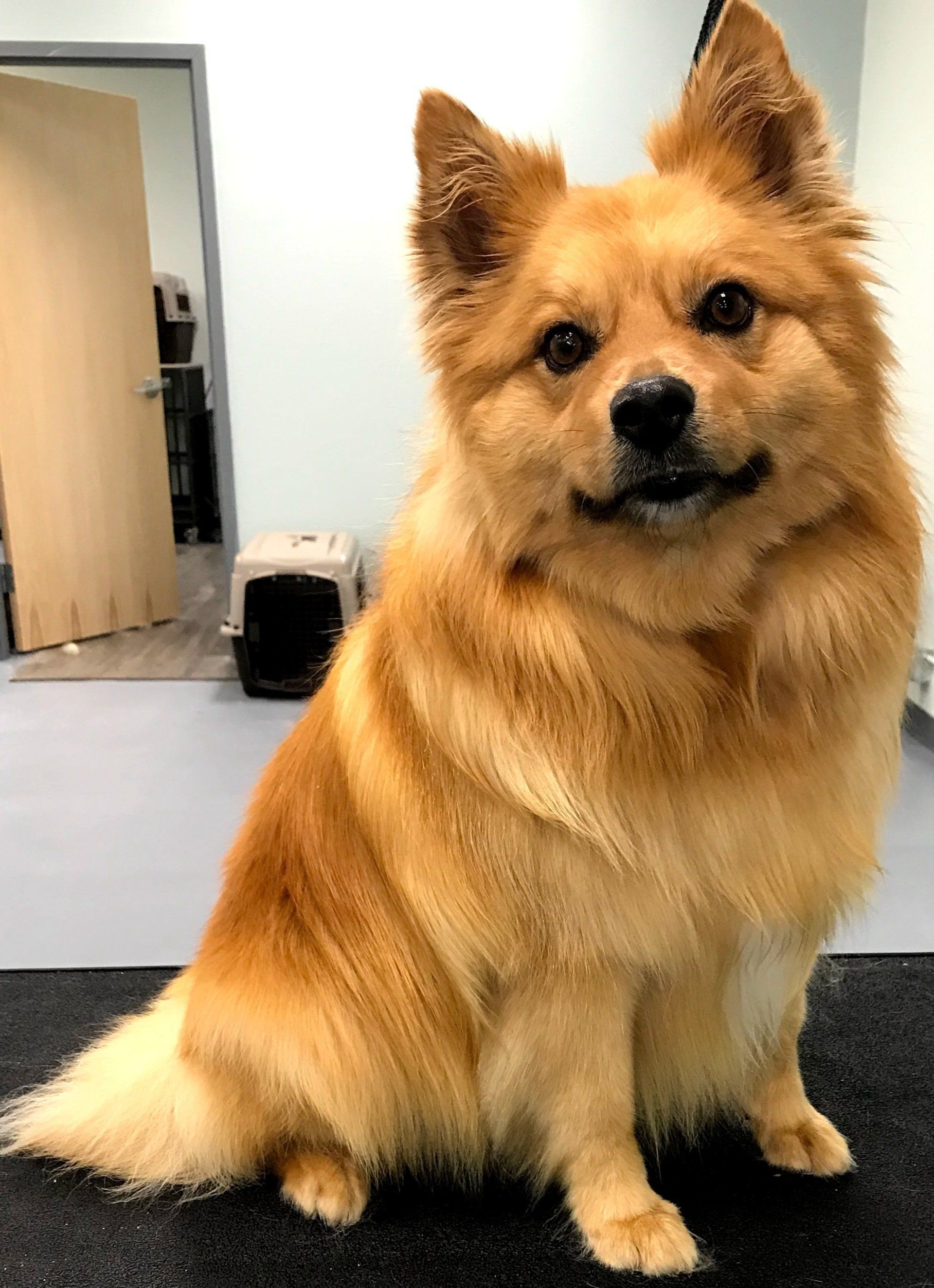 The Royal S'paw Pet Groomer Meridian, ID