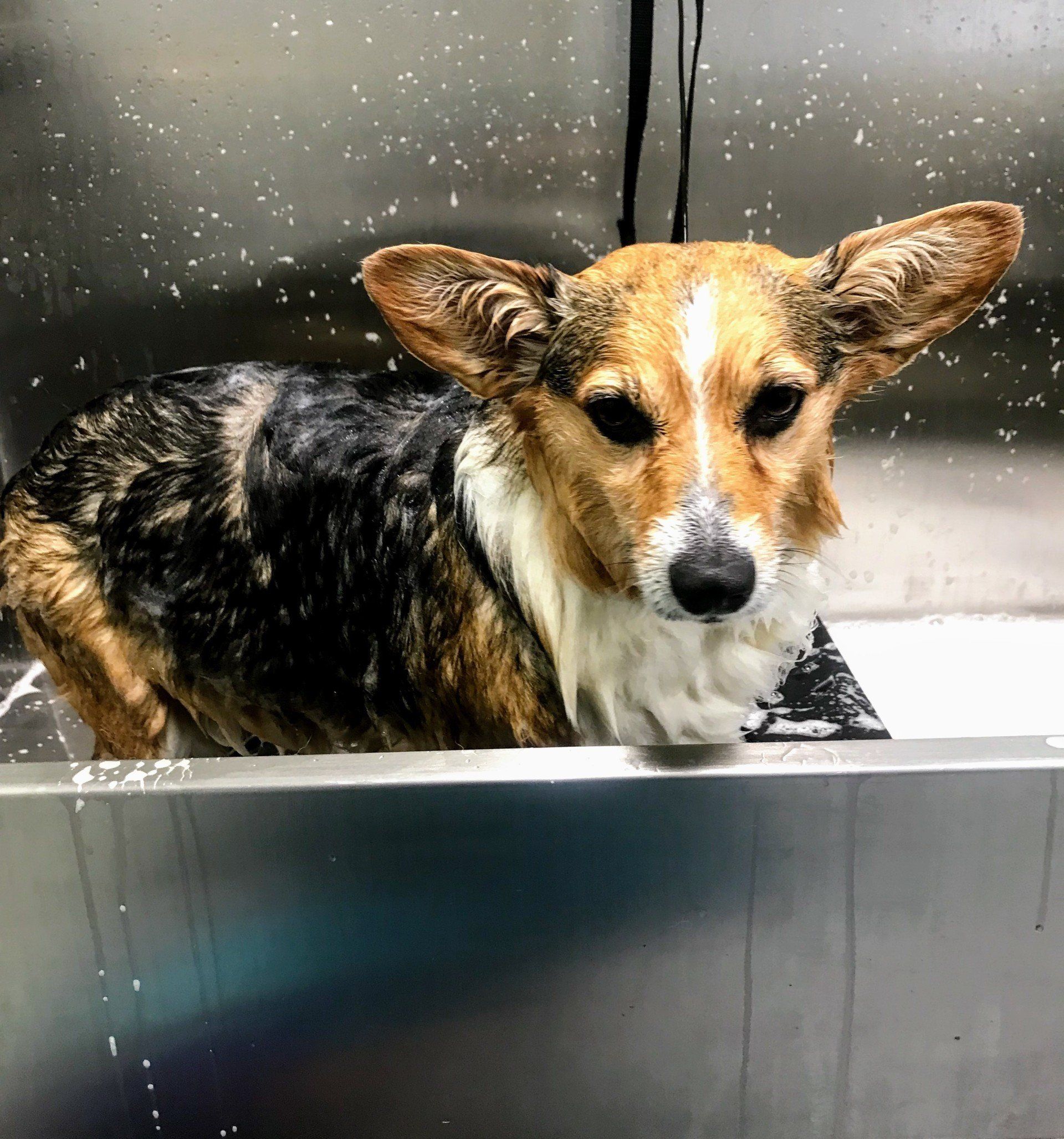 The Royal S'paw Pet Groomer Meridian, ID