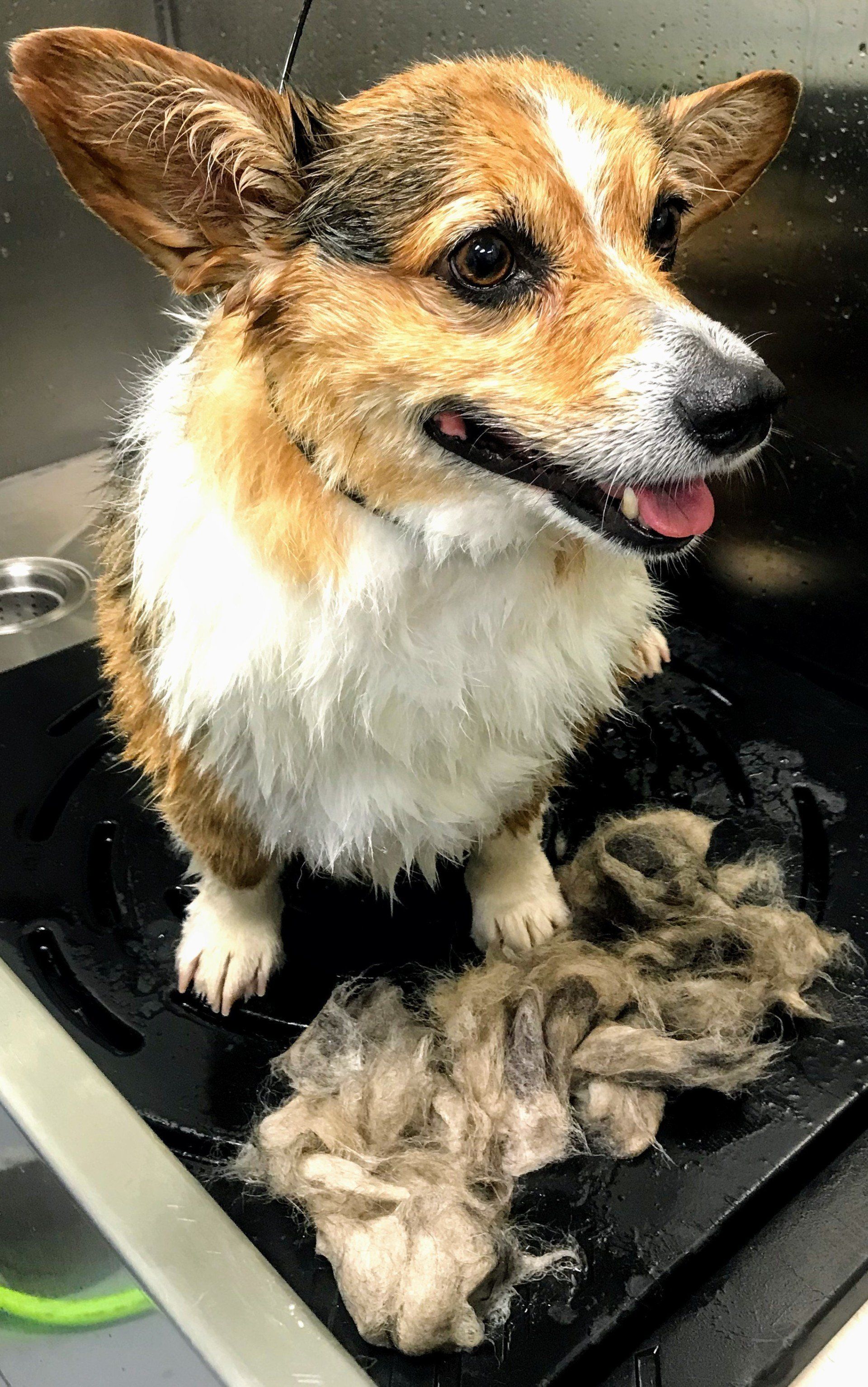 Weymouths Dog Grooming Answer To Every Pawblem - j8y40km