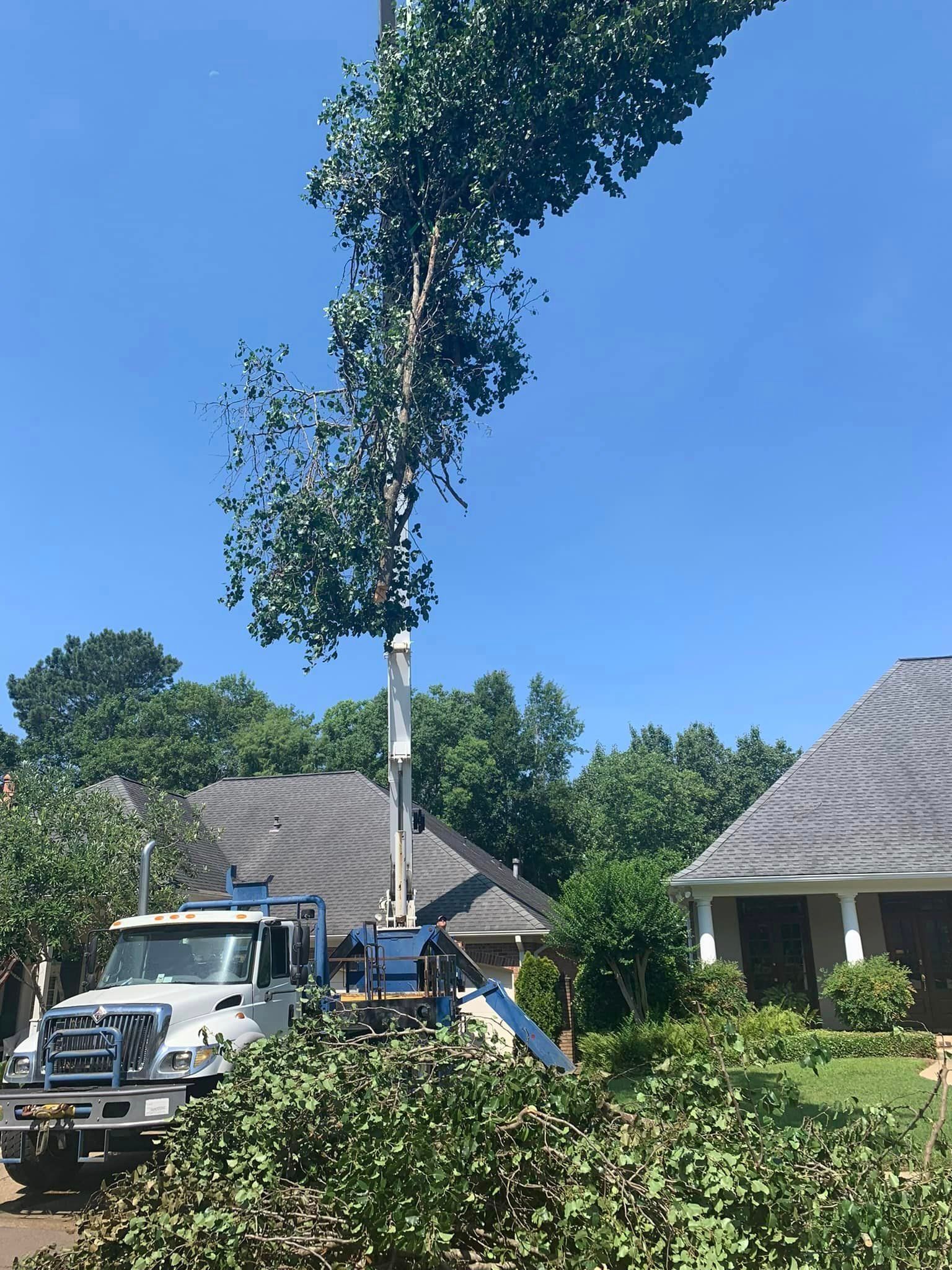 Project Gallery | Mid State Tree Service