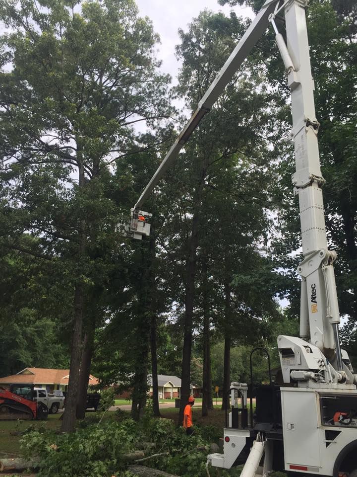 Tree services