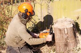 Man grinding stump