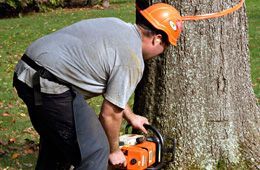 Man removing the tree