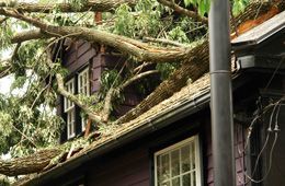 Tree damaged the house