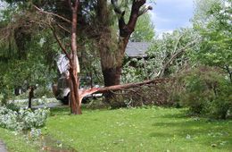 Tree spilt in half