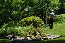 Man removing unwanted trees