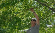 Man trimming the tree