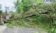 Huge tree collapse