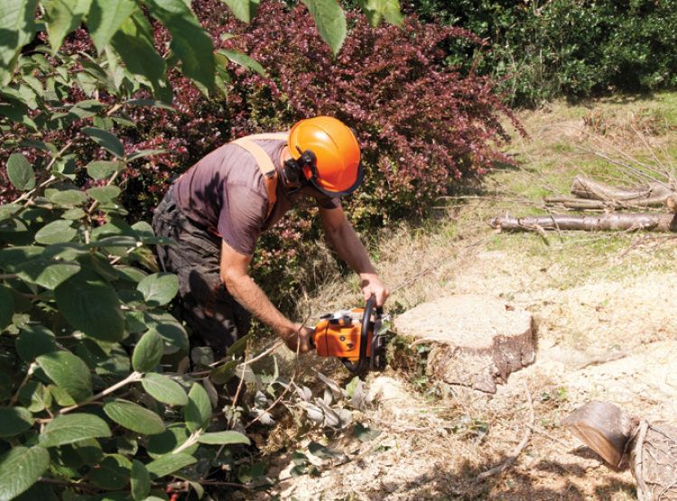 Stump removal